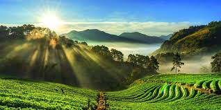 Hill stations in India having best coffee plantations